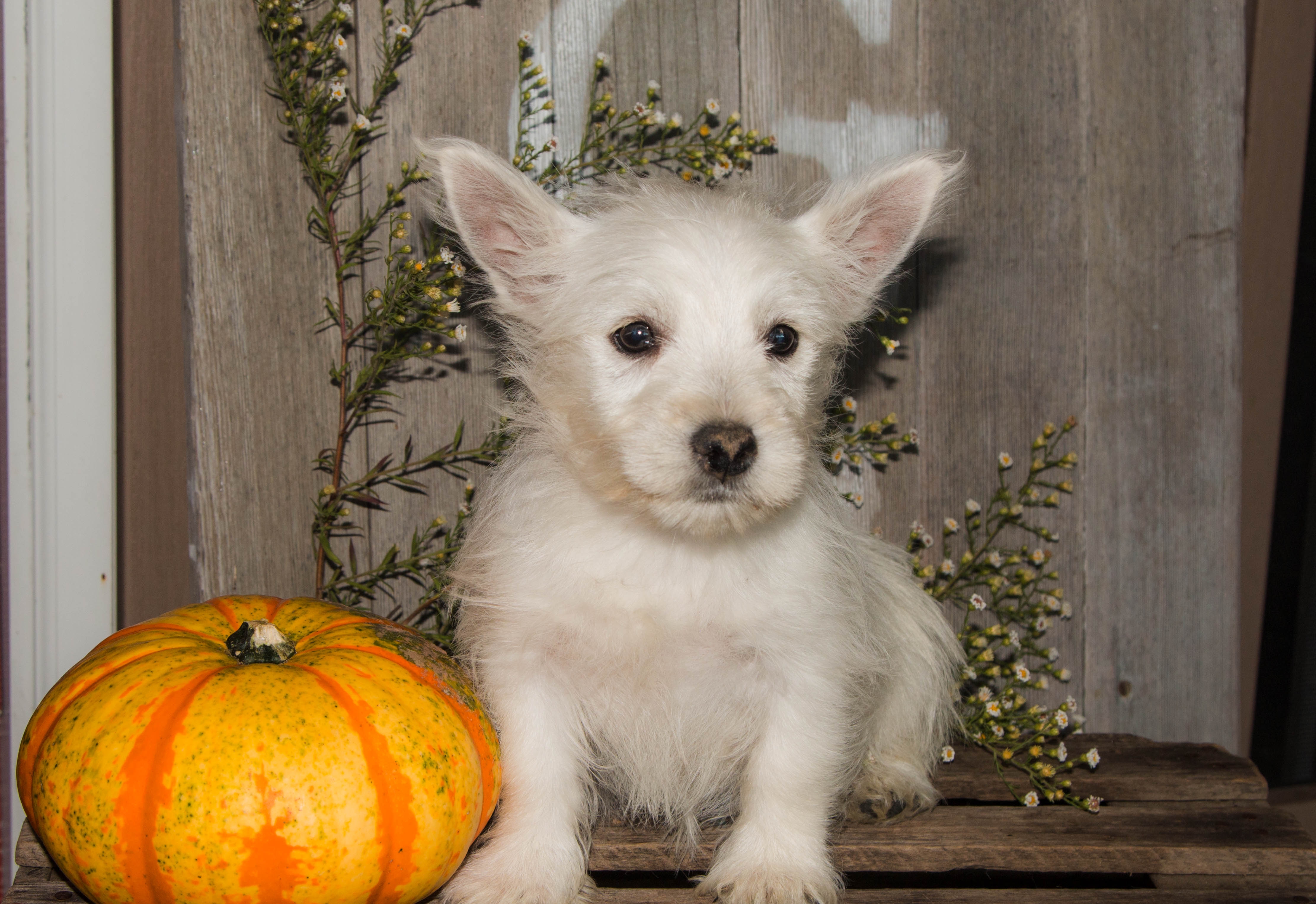 puppy, for, sale, West Highland White Terrier, Amos B. King, dog, breeder, Romney, WV, dog-breeder, puppy-for-sale, forsale, nearby, find, puppyfind, locator, puppylocator, aca